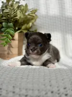 Blue , a male Chihuahua for sale in Beaumont, TX – 1 of 8