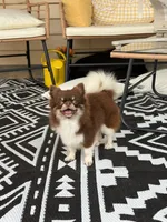 Max - blue eyes , a male Chihuahua for sale in Beaumont, TX – 7 of 7