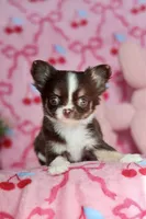 Ella - Teacup , a female Chihuahua for sale in Fannett, TX – Photo 8 of 10