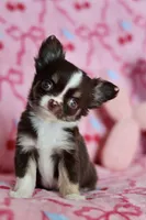 Ella - Teacup , a female Chihuahua for sale in Fannett, TX – Photo 10 of 10