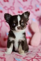 Ella - Teacup , a female Chihuahua for sale in Fannett, TX – Photo 4 of 10