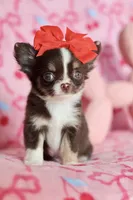 Ella - Teacup , a female Chihuahua for sale in Fannett, TX – Photo 3 of 10