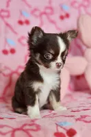 Ella - Teacup , a female Chihuahua for sale in Fannett, TX – Photo 6 of 10