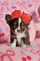 Ella - Teacup , a female Chihuahua for sale in Fannett, TX – Photo 7 of 10