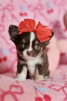 Ella - Teacup , a female Chihuahua for sale in Fannett, TX – Photo 1 of 10