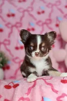 Ella - Teacup , a female Chihuahua for sale in Fannett, TX – Photo 9 of 10