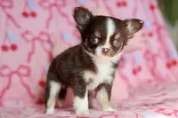 Ella - Teacup , a female Chihuahua for sale in Fannett, TX – Photo 5 of 10