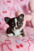 Ella - Teacup , a female Chihuahua for sale in Fannett, TX – Photo 2 of 10