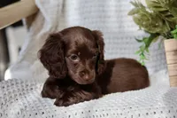 Aria , a female Miniature Dachshund for sale in Beaumont, TX – 6 of 10