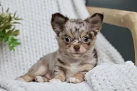 Rowdy, a male Chihuahua for sale in Beaumont, TX – 3 of 10