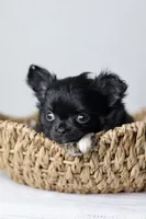 Canyon, a male Chihuahua for sale in Fannett, TX – Photo 4 of 7