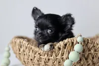 Canyon, a male Chihuahua for sale in Fannett, TX – Photo 3 of 7