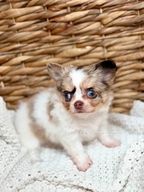 Blair  – Chihuahua puppy for sale in Beaumont, TX