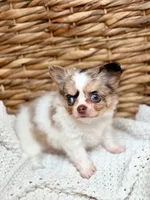 Blair , a female Chihuahua for sale in Beaumont, TX – 1 of 3