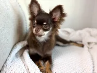 AKC - Rocky , a male Chihuahua for sale in Beaumont, TX – 8 of 8
