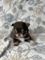 Jett, a male Chihuahua for sale in Beaumont, TX – 1 of 3