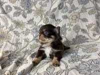 Jett, a male Chihuahua for sale in Beaumont, TX – 3 of 3