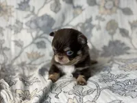 Jett, a male Chihuahua for sale in Beaumont, TX – 2 of 3