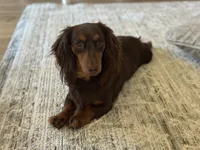 Choc and tan , a female Miniature Dachshund for sale in Beaumont, TX – 1 of 2