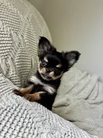 Milo, a male Chihuahua for sale in Beaumont, TX – 2 of 6