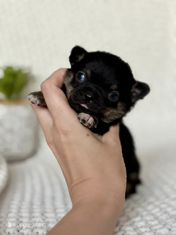 Groot – Chihuahua puppy for sale in Beaumont, TX
