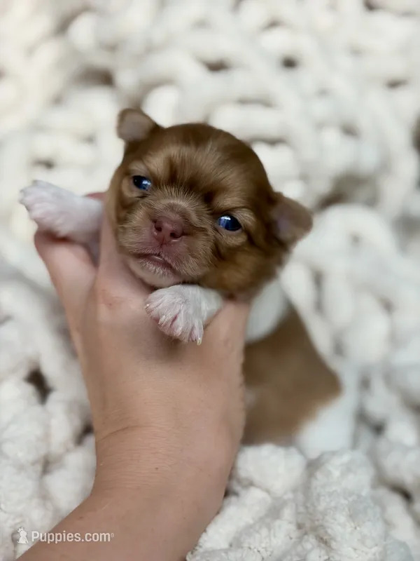 Max – Chihuahua puppy for sale in Beaumont, TX