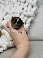 Milo, a male Chihuahua for sale in Beaumont, TX – 4 of 4