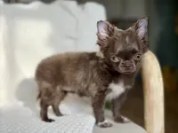 Belle , a female Chihuahua for sale in Beaumont, TX – 3 of 8