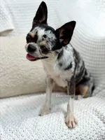 Gwen , a female Chihuahua for sale in Beaumont, TX – 4 of 4