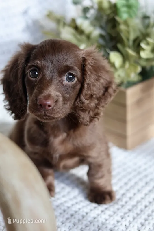 AKC Shasta – Miniature Dachshund puppy for sale in Beaumont, TX