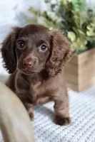 AKC Shasta, a female Miniature Dachshund for sale in Beaumont, TX – 1 of 10