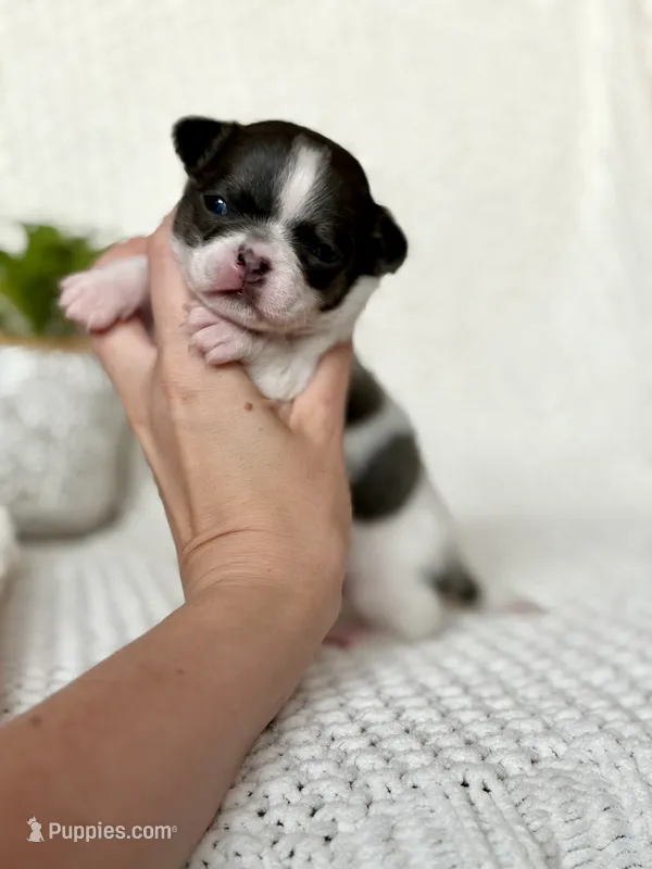 Drax – Chihuahua puppy for sale in Beaumont, TX