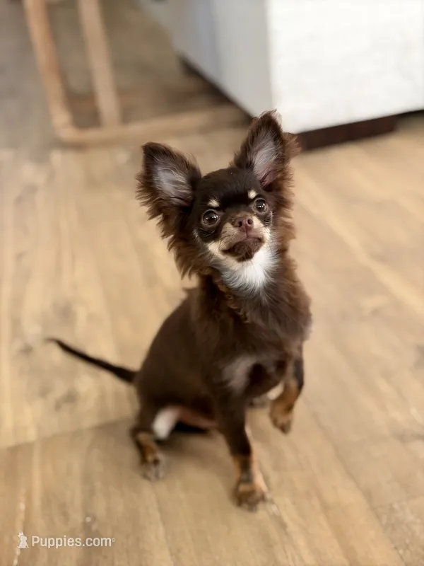 AKC - Rocky  – Chihuahua puppy for sale in Beaumont, TX