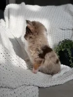 Bliss - Tiny Merle , a female Chihuahua for sale in Beaumont, TX – 9 of 10