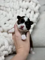 Sox, a male Chihuahua for sale in Beaumont, TX – 2 of 3