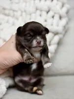 Scout, a male Chihuahua for sale in Beaumont, TX – 5 of 5