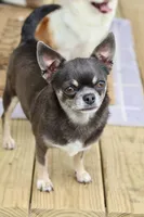 Groot, a male Chihuahua for sale in Beaumont, TX – 7 of 8
