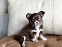 Scout, a male Chihuahua for sale in Beaumont, TX – 8 of 10