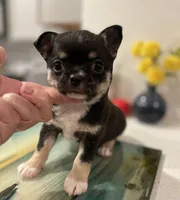 Maya - Applehead, a female Chihuahua for sale in Beaumont, TX – 2 of 4