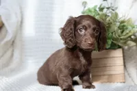 Aria , a female Miniature Dachshund for sale in Beaumont, TX – 2 of 10