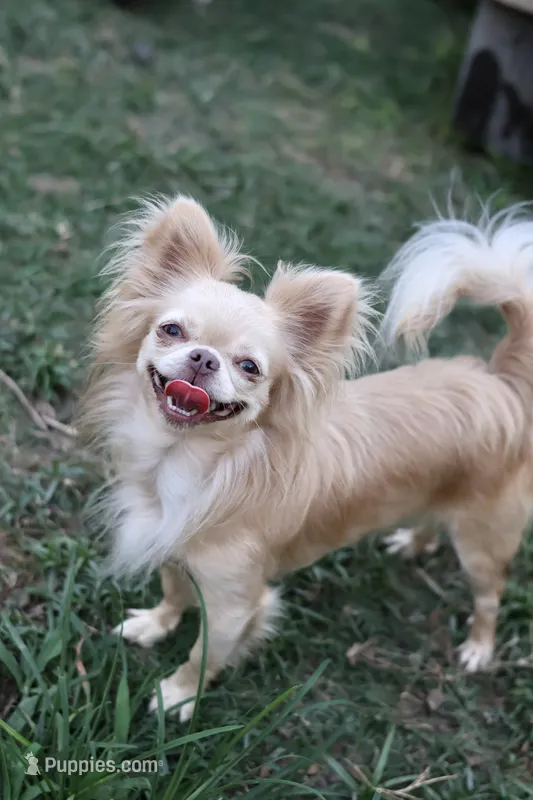 Blondie – Chihuahua puppy for sale in Beaumont, TX