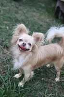 Blondie, a female Chihuahua for sale in Beaumont, TX – 1 of 4