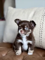 Scout, a male Chihuahua for sale in Beaumont, TX – 4 of 10