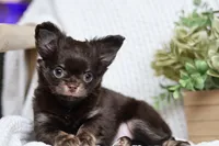 Maverick, a male Chihuahua for sale in Beaumont, TX – 3 of 6