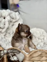 Anastasia - Tiny , a female Chihuahua for sale in Beaumont, TX – 6 of 7