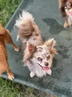 Rosie , a female Chihuahua for sale in Beaumont, TX – 9 of 10
