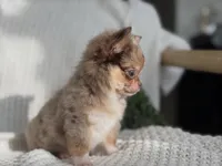 Bliss - Tiny Merle , a female Chihuahua for sale in Beaumont, TX – 8 of 10
