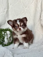 Dutch, a male Chihuahua for sale in Beaumont, TX – 2 of 6