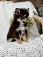 IMPORT AKC Rory, a male Chihuahua for sale in Beaumont, TX – 3 of 6