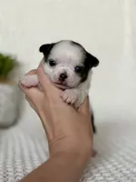 Gamora , a female Chihuahua for sale in Beaumont, TX – 1 of 8